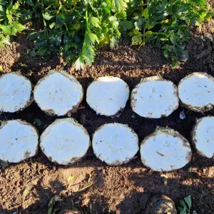 Seminte telina Boston F1