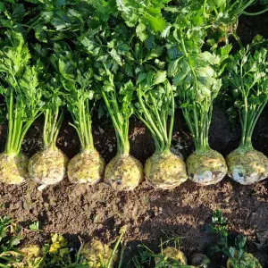 Seminte telina Boston F1