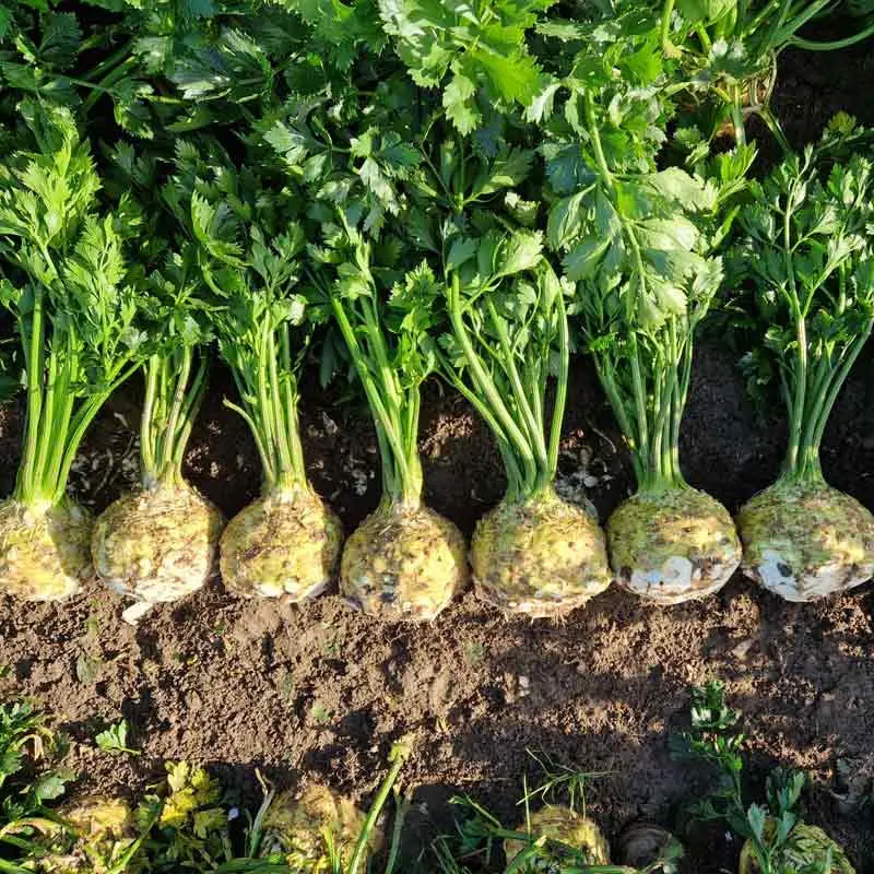 Seminte telina Boston F1