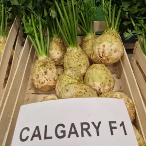 Seminte telina Calgary F1