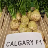 Seminte telina Calgary F1