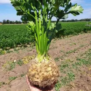 Seminte telina Calgary F1