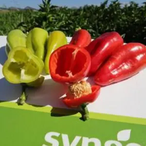 Seminte ardei capia Simona F1