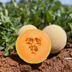 Seminte pepene galben Color Sweet F1