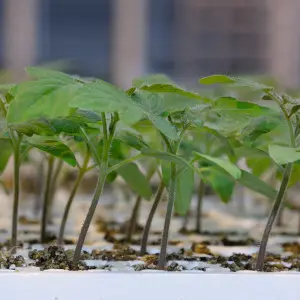 Seminte portaltoi Arnold F1