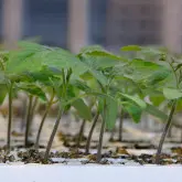 Seminte portaltoi Arnold F1