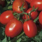 Seminte tomate Redix F1