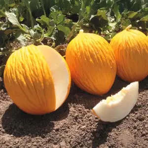 Seminte pepene galben Geos F1