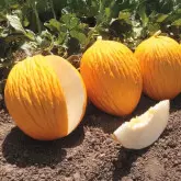 Seminte pepene galben Geos F1