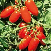 Seminte tomate Docet F1