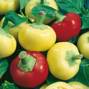 Seminte ardei Ariesan