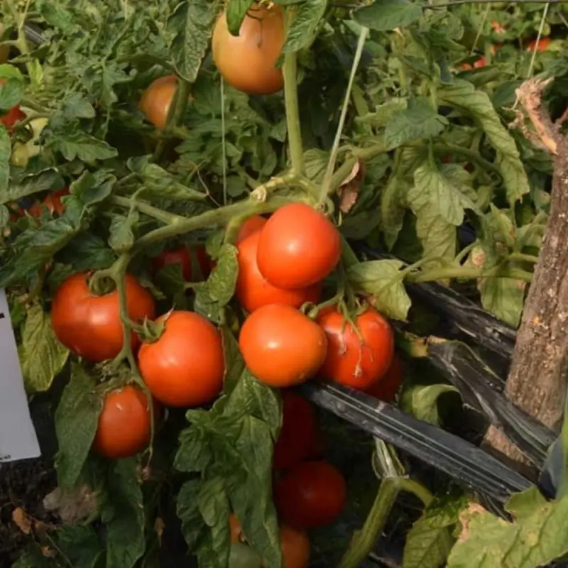 Seminte tomate Elena Prima F1