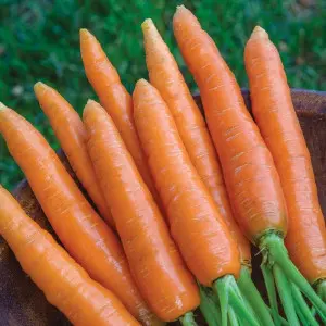 Seminte morcov Carnaval