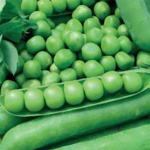 Seminte mazare Rajnai Torpe