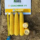 Seminte porumb zaharat Coachman F1