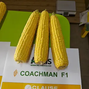 Seminte porumb zaharat Coachman F1