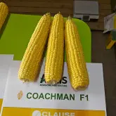 Seminte porumb zaharat Coachman F1