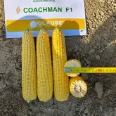 Seminte porumb zaharat Coachman F1