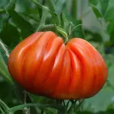 Seminte tomate Inima de Albenga