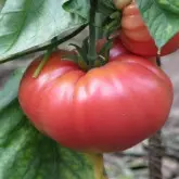 Seminte tomate Gigant Roz