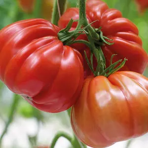 Seminte tomate Grifone F1