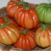 Seminte tomate Grifone F1