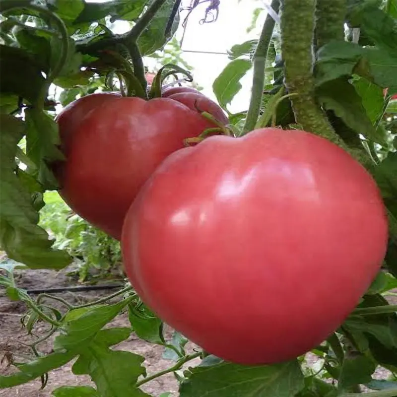 Seminte tomate Bivolsko Sartse Roz