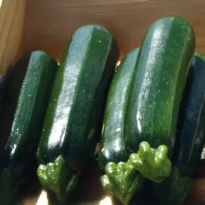 Seminte dovlecel Aqua F1