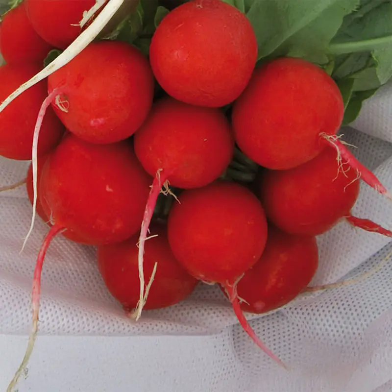 Seminte ridichi Estella F1