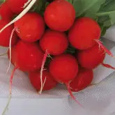 Seminte ridichi Estella F1