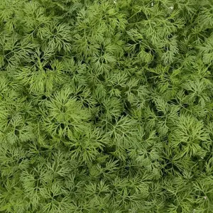 Seminte marar Goldkrone