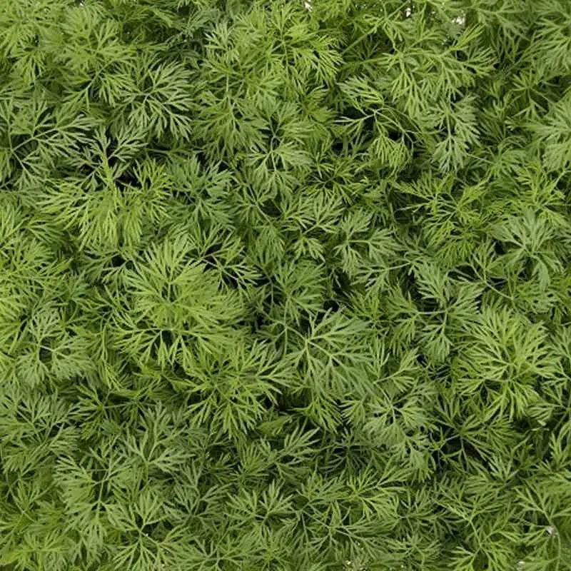 Seminte marar Goldkrone