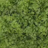 Seminte marar Goldkrone