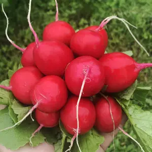 Seminte ridichi Sarita F1