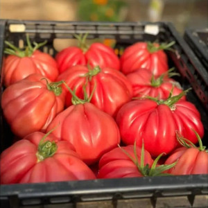 Seminte tomate (rosii), hibrizi si soiuri - Horticola (6)