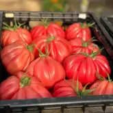 Seminte tomate Mamipink F1