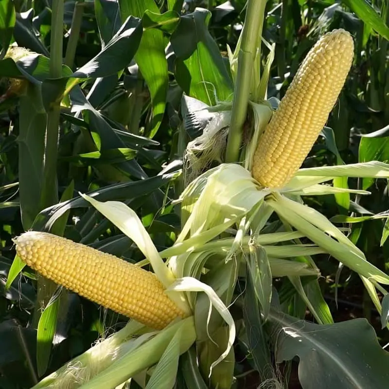 Seminte porumb Globe F1