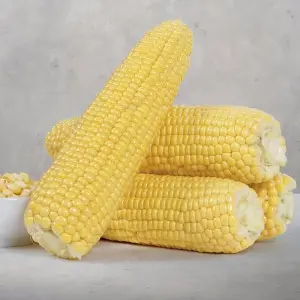 Seminte porumb Globe F1