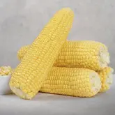 Seminte porumb Globe F1