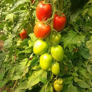 Tomate nedeterminate Magneto F1