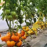 Tomate nedeterminate Monte Orange F1