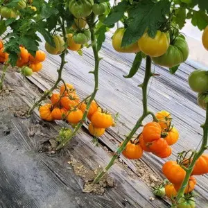 Tomate nedeterminate Monte Orange F1