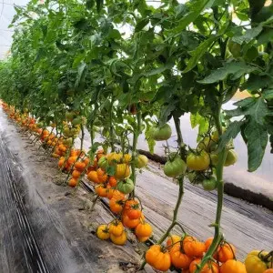 Tomate nedeterminate Monte Orange F1