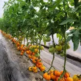 Tomate nedeterminate Monte Orange F1