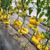 Tomate nedeterminate Monte Yellow F1