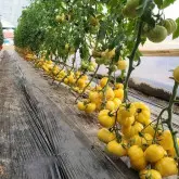 Tomate nedeterminate Monte Yellow F1