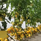 Tomate nedeterminate Monte Yellow F1