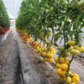 Tomate nedeterminate Monte Yellow F1