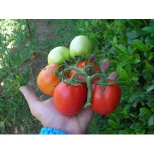 Seminte tomate Rio Grande Mercurio D’oro