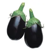 Seminte vinete Black King